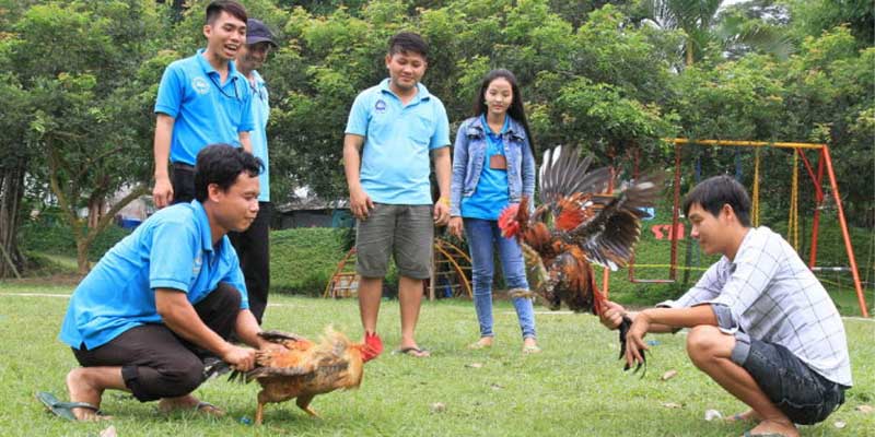 Các hình thức chọi kê phổ biến