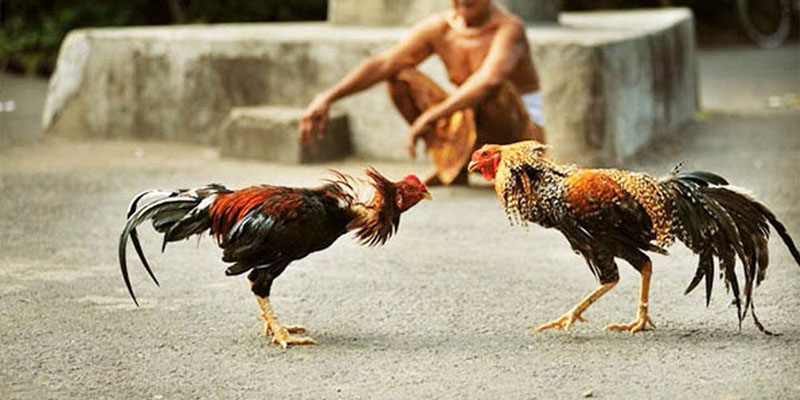 Chọi gà Peru kịch tính